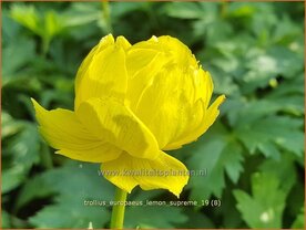 Trollius europaeus 'Lemon Supreme' | Globebloem, Kogelbloem | Europ&auml;ische Trollblume