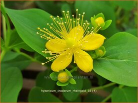 Hypericum inodorum 'Rheingold' | Hertshooi | Hohes Johanniskraut