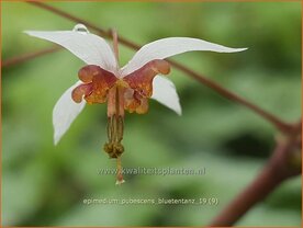 Epimedium pubescens 'Bl&uuml;tentanz' | Elfenbloem | Flaumhaarige Elfenblume
