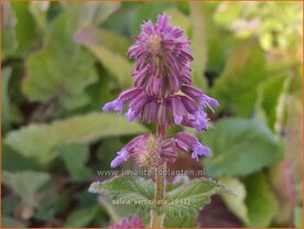 Salvia verticillata | Kranssalie, Salie, Salvia | Quirlbl&uuml;tiger Salbei