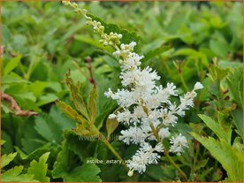 Astilbe &amp;#39;Astary White&amp;#39; | Pluimspirea, Spirea | Prachtspiere
