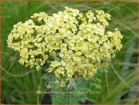 Achillea millefolium &amp;#39;Hella Glashoff&amp;#39; | Duizendblad | Gew&ouml;hnliche Schafgarbe
