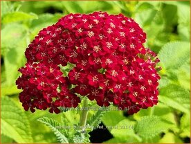Achillea millefolium &#039;Red Velvet&#039; | Duizendblad | Gew&ouml;hnliche Schafgarbe