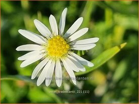 Aster tradescantii | Kleinbloemige aster, Aster | Waagerechte Herbst-Aster