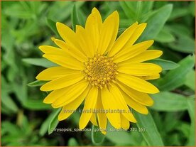 Chrysopsis speciosa &amp;#39;Golden Sunshine&amp;#39; | Goudaster | Zottiges Goldauge