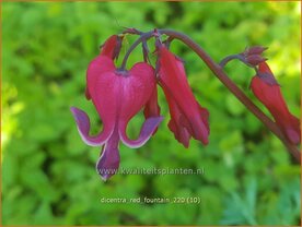 Dicentra &amp;#39;Red Fountain&amp;#39; | Gebroken hartje, Tranend hartje | Herzblume