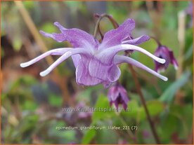 Epimedium grandiflorum &amp;#39;Lilafee&amp;#39; | Elfenbloem | Gro&szlig;bl&uuml;tige Elfenblume