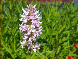Stachys &amp;#39;Summer Crush&amp;#39; | Andoorn | Ziest