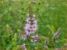 Mentha longifolia | Hertsmunt, Bosmunt, Munt | Ro&szlig;-Minze