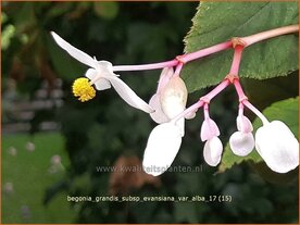 Begonia grandis subsp. evansiana var. alba | Begonia | Japanisches Schiefblatt