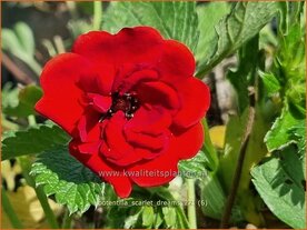 Potentilla &amp;#39;Scarlet Dreams&amp;#39; | Ganzerik | Fingerkraut