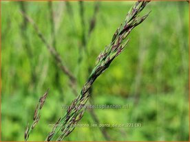 Molinia arundinacea 'Les Ponts de C&eacute;' | Pijpenstrootje | Hohes Pfeifengras