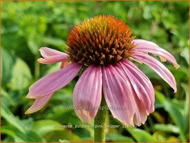Echinacea purpurea 'Pink Skipper' | Rode zonnehoed, Zonnehoed | Roter Sonnenhut | Purple Coneflower