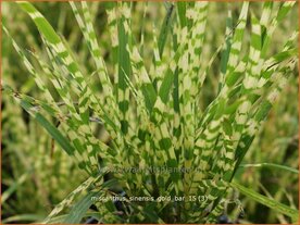 Miscanthus sinensis 'Gold Bar' | Zebragras, Prachtriet, Chinees riet, Japans sierriet
