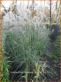 Miscanthus sinensis 'Undine' | Prachtriet, Japans sierriet, Chinees riet
