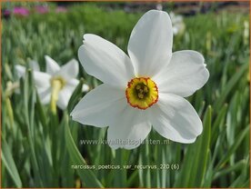 Narcissus poeticus 'Recurvus'