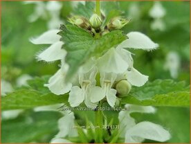 Lamium album | Witte dovenetel, Dovenetel | Weisse Taubnessel