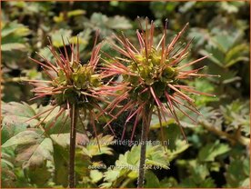 Acaena microphylla | Stekelnootje | Braunbl&auml;ttriges Stacheln&uuml;sschen | Pirri-Pirri
