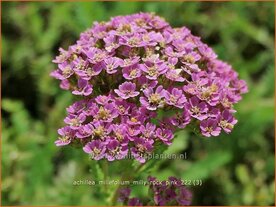 Achillea millefolium 'Milly Rock Pink' | Duizendblad | Gew&ouml;hnliche Schafgarbe | California yarrow