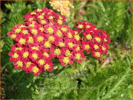 Achillea millefolium 'Milly Rock Red' | Duizendblad | Gew&ouml;hnliche Schafgarbe | California yarrow