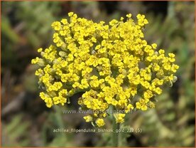 Achillea filipendulina &#039;Bishkek Gold&#039; | Duizendblad | Hohe Goldgarbe | Fern-Leaf Yarrow