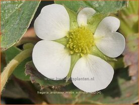 Fragaria ananassa 'Mieze Schindler' | Framboosaardbei, Tuinaardbei, Aardbei | Garten-Erdbeere | Garden Strawberry
