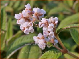 Persicaria campanulata 'CBCH292' | Belletjesduizendknoop, Klokjesduizendknoop, Duizendknoop | Glockenkn&ouml;terich | Les