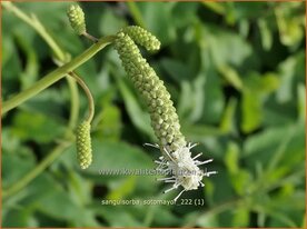 Sanguisorba 'Sotomayor' | Hoge pimpernel, Sorbenkruid, Pimpernel | Hoher Wiesenknopf | Japanese Burnet