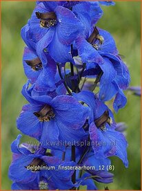 Delphinium 'Finsteraarhorn' | Ridderspoor | Rittersporn | Larkspur