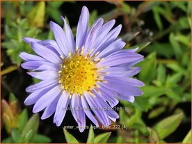 Aster 'Wood's Light Blue' | Aster | Aster | Aster