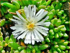 Delosperma congestum 'Album' | IJsbloempje, IJsplant | Gedr&auml;ngte Mittagsblume | Congested Ice Plant