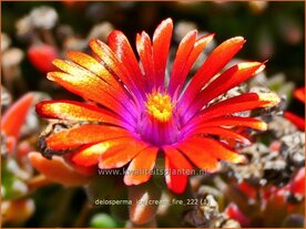 Delosperma 'Ice Cream Fire' | IJsbloempje, IJsplant | Mittagsblume | Ice Plant