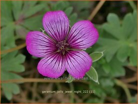 Geranium 'Jolly Jewel Night' | Ooievaarsbek, Tuingeranium, Geranium | Storchschnabel | Cranesbill