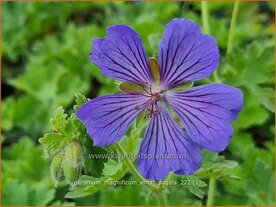 Geranium magnificum 'Ernst Pagels' | Ooievaarsbek, Tuingeranium, Geranium | Pr&auml;chtiger Storchschnabel | Purple Crane