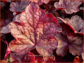Heuchera 'Fire Chief' | Purperklokje | Purpurgl&ouml;ckchen | Coral Bells