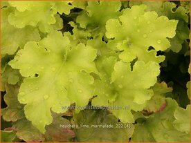 Heuchera 'Lime Marmalade' | Purperklokje | Purpurgl&ouml;ckchen | Coral Bells