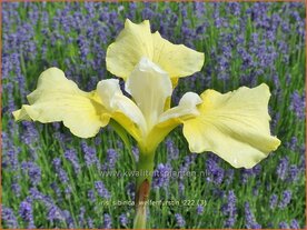 Iris sibirica 'Welfenfurstin' | Siberische iris, Lis, Iris | Sibirische Schwertlilie | Siberian Iris