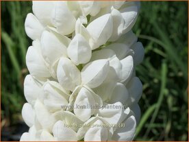 Lupinus 'Polar Princess' | Lupine | Lupine | Lupin