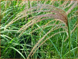 Miscanthus sinensis 'Verneigung' | Chinees prachtriet, Chinees riet, Japans sierriet, Sierriet | Chinaschilf | Eulali