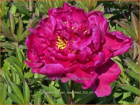 Paeonia 'Karl Rosenfield' | Pioenroos | Pfingstrose | Peony