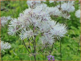 Thalictrum aquilegifolium 'Nimbus White' | Akeleiruit, Ruit | Akeleibl&auml;ttrige Wiesenraute | Columbine Meadow Rue