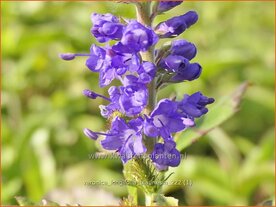 Veronica longifolia 'Blauriesin' | Lange ereprijs, Ereprijs | Langbl&auml;ttriger Ehrenpreis | Garden Speedwell