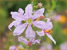 Lythrum virgatum 'Joy' | Fijne kattenstaart, Kattenstaart | Ruten-Weiderich | Wand Loosestrife