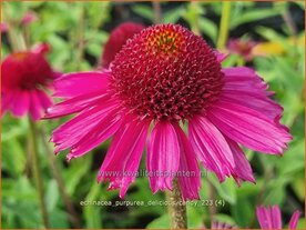 Echinacea purpurea 'Delicious Candy' | Rode zonnehoed, Zonnehoed | Roter Sonnenhut | Purple Coneflower