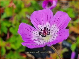 Geranium 'Kelly-Anne' | Ooievaarsbek, Tuingeranium, Geranium | Storchschnabel | Cranesbill