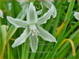 Ornithogalum nutans | Knikkende vogelmelk, Vogelmelk | Nickender Milchstern | Silver Bells
