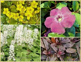 Quadratmeter Paket - Bodendecker - Square metre package - Ground covers