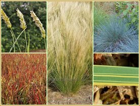 Quadratmeter Paket - Gr&auml;ser - Square metre package - Grasses