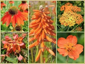 Quadratmeter Paket - Orange - Square metre package - Orange