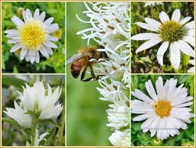 Quadratmeter Paket - Wei&szlig; - Stauden - Square metre package - Pink